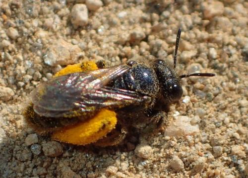 Réf. 211 294 : Panurgus sp.